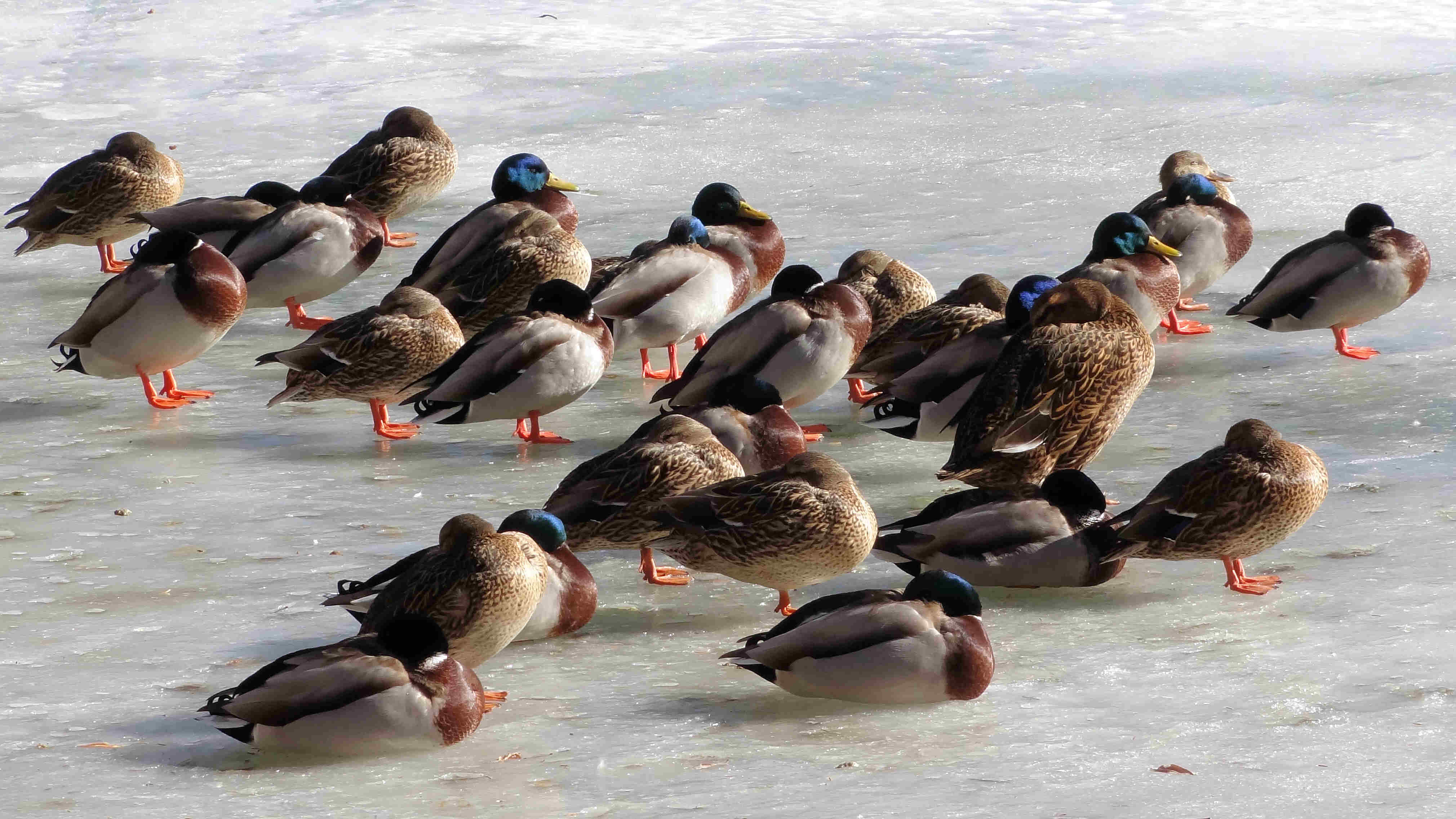 Sleeping Ducks on Ice